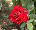 40th rose photo