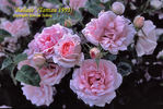 Ballade ® rose photo