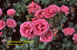 Baronesse Manon rose photo
