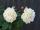 Yellow Button ® rose photo