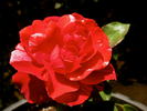 Paul Gauguin rose photo