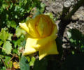 Duftgold ® rose photo