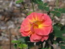 F. J. Lindheimer rose photo