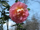 F. J. Lindheimer rose photo