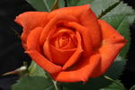 Amber Sunblaze ® rose photo