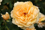 Antique Artistry ™ rose photo