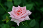 Baby Boomer rose photo
