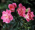 Baby Cheryl rose photo
