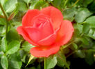 Bambino ™ rose photo