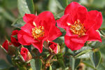 Boy O Boy ™ rose photo