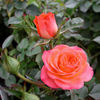 Busy Bee ™ rose photo