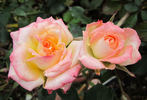 Carnival Glass rose photo