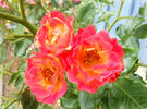 Carpet of Color rose photo