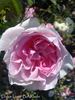 Dolce Luna ® rose photo
