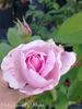 Dolce Luna ® rose photo
