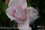 Dolce Luna ® rose photo