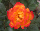 Chasin' Rainbows™ rose photo