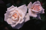 Chorale rose photo