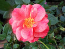 Cinnamon Spice rose photo