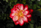 Circus Clown rose photo
