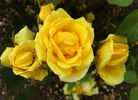 Climbing Cal Poly rose photo