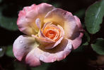 Laura rose photo