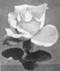 Muriel Grahame rose photo