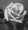 Sylph rose photo