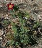 Doorenbos Selection rose photo