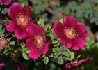 Doorenbos Selection rose photo