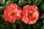 Country Life rose photo