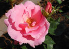 Country Music rose photo