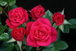 Daddy's Little Girl rose photo