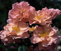 Dancing in the Wind rose photo