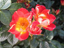 Debut ™ rose photo