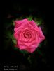 Daddy's Little Girl rose photo