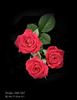 Daddy's Little Girl rose photo