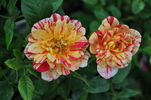 Double Treat rose photo