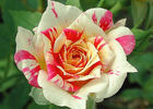 Earthquake, Cl. rose photo