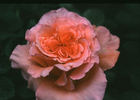 Enchanted Autumn rose photo