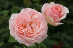 English Sachet ™ rose photo