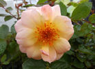 Evening Light rose photo