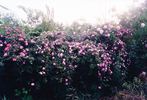 Rountuit ™ rose photo