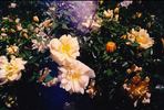 Sunshine Sally rose photo