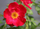 Gina's Rose™ rose photo