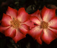 Glamour Girl rose photo