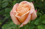 Golden Blush rose photo