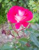 Winifred Coulter Cl. rose photo