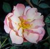 2BY2XPPD rose photo