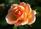 Hanky Panky rose photo